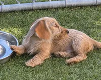 Linzer, a male Dachshund for sale in Los Gatos, CA – 3 of 4