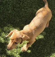Snickerdoodle , a male Miniature Dachshund for sale in Los Gatos, CA – 3 of 3