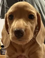 Snickerdoodle , a male Miniature Dachshund for sale in Los Gatos, CA – 2 of 3