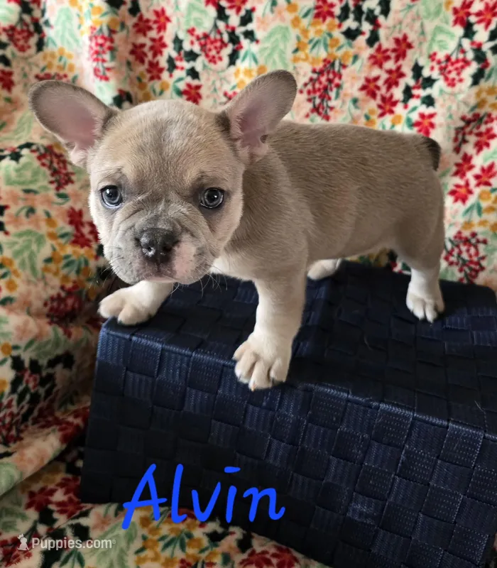 Alvin
