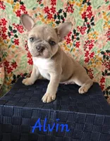 Alvin, a male French Bulldog for sale in Ellettsville, IN – Photo 2 of 2