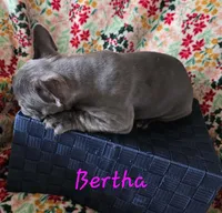 BERTHA, a female French Bulldog for sale in Ellettsville, IN – Photo 1 of 2