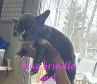 Frenchies, a female French Bulldog for sale in Ellettsville, IN – Photo 1 of 4