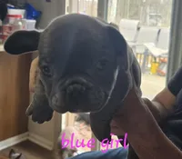 Frenchies, a female French Bulldog for sale in Ellettsville, IN – Photo 3 of 4