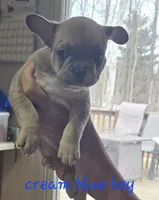 Frenchies, a female French Bulldog for sale in Ellettsville, IN – Photo 2 of 4