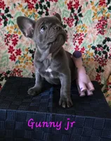 GUNNY JR, a female French Bulldog for sale in Ellettsville, IN – Photo 2 of 2