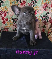 GUNNY JR, a female French Bulldog for sale in Ellettsville, IN – Photo 1 of 2