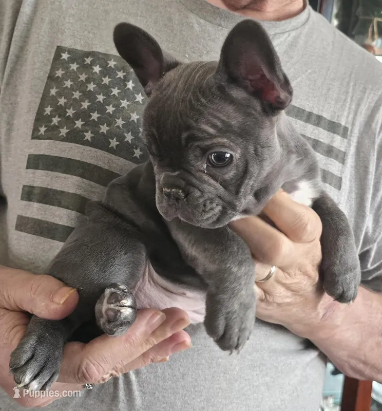 Teddy, a male French Bulldog for sale in Ellettsville, IN – Photo 1 of 2