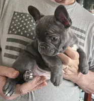 Teddy, a male French Bulldog for sale in Ellettsville, IN – Photo 1 of 2