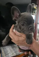 Teddy, a male French Bulldog for sale in Ellettsville, IN – Photo 2 of 2