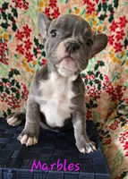 Marbles, a female French Bulldog for sale in Ellettsville, IN – Photo 1 of 2