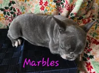 Marbles, a female French Bulldog for sale in Ellettsville, IN – Photo 2 of 2
