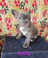 Dottie, a female French Bulldog for sale in Ellettsville, IN – Photo 2 of 2
