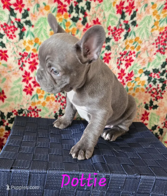 Dottie