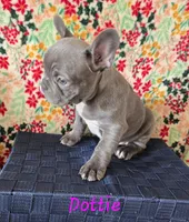 Dottie, a female French Bulldog for sale in Ellettsville, IN – Photo 1 of 2
