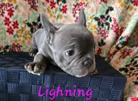 Lightning, a female French Bulldog for sale in Ellettsville, IN – Photo 2 of 2