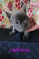 Lightning, a female French Bulldog for sale in Ellettsville, IN – Photo 1 of 2