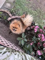 Rusty, a male Pomeranian for sale in Ferndale, WA – Photo 1 of 2