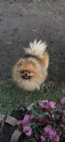 Rusty, a male Pomeranian for sale in Ferndale, WA – Photo 2 of 2