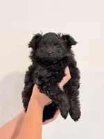 Charcoal , a male Pomeranian and Poodle - Toy  for sale in Ferndale, WA – 1 of 2