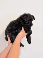 Charcoal , a male Pomeranian and Poodle - Toy  for sale in Ferndale, WA – 2 of 2