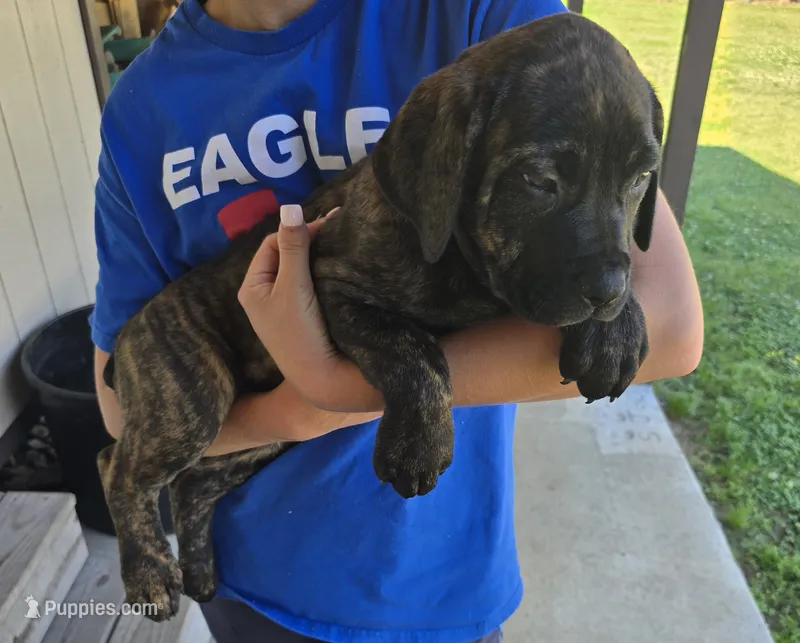 Blue – Bullmastiff, Cane Corso puppy for sale in Sanford, NC