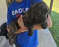 Blue, a female Bullmastiff and Cane Corso for sale in Sanford, NC – 1 of 3