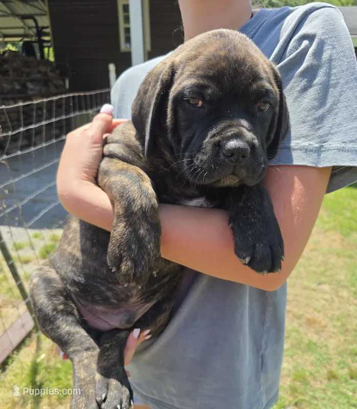 Grey Boy – Bullmastiff, Cane Corso puppy for sale in Sanford, NC