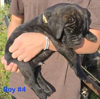 T Bone, a male Cane Corso and Boerboel for sale in Sanford, NC – 2 of 2