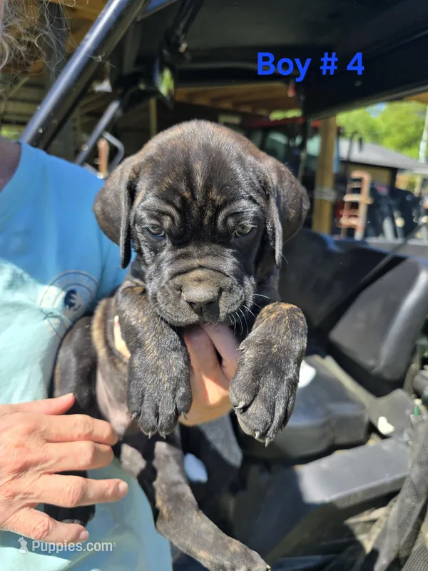 T Bone – Cane Corso, Boerboel puppy for sale in Sanford, NC