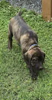 Blue, a female Cane Corso and Boerboel for sale in Sanford, NC – 1 of 3
