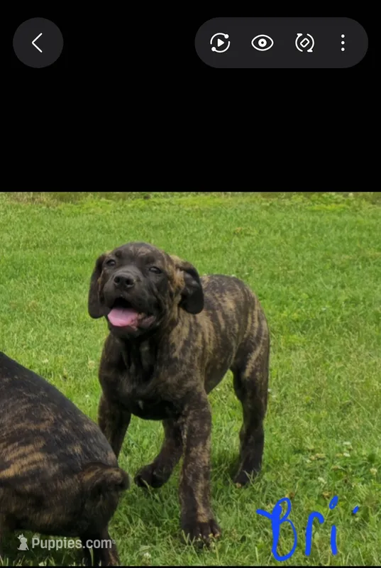 Bri – Cane Corso, Boerboel puppy for sale in Sanford, NC