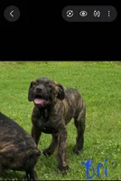 Bri, a female Cane Corso and Boerboel for sale in Sanford, NC – 1 of 3