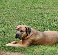 Grey Boy, a male Bullmastiff and Cane Corso for sale in Sanford, NC – 2 of 3