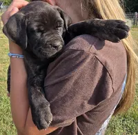 Peaches, a female Neapolitan Mastiff and Cane Corso for sale in Sanford, NC – Photo 5 of 5