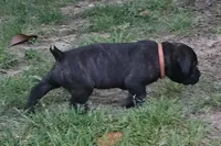 Peaches, a female Neapolitan Mastiff and Cane Corso for sale in Sanford, NC – Photo 1 of 5