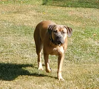 Peaches, a female Neapolitan Mastiff and Cane Corso for sale in Sanford, NC – Photo 3 of 5