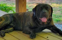 Peaches, a female Neapolitan Mastiff and Cane Corso for sale in Sanford, NC – Photo 4 of 5