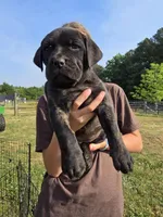 Peaches, a female Neapolitan Mastiff and Cane Corso for sale in Sanford, NC – Photo 2 of 5