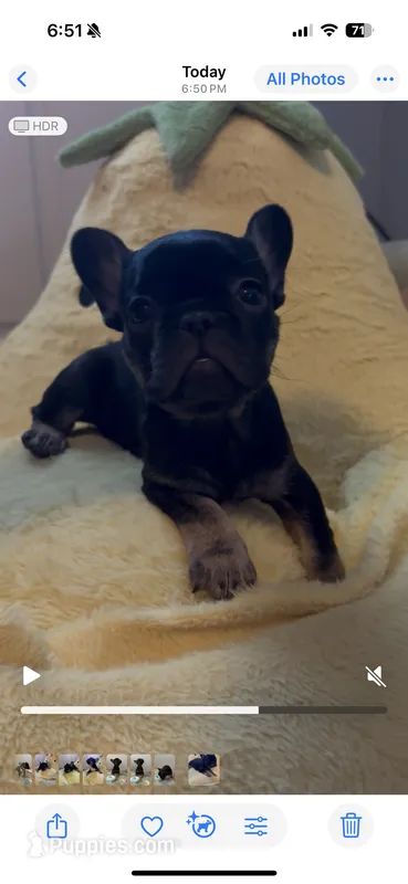 Midnight  – French Bulldog puppy for sale in Cincinnati, OH