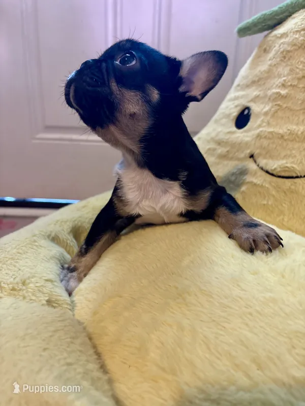 Little Bit  – French Bulldog puppy for sale in Cincinnati, OH
