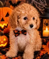 Toy Poodle Halloween, a male Poodle - Toy  for sale in Cincinnati, OH – 1 of 1