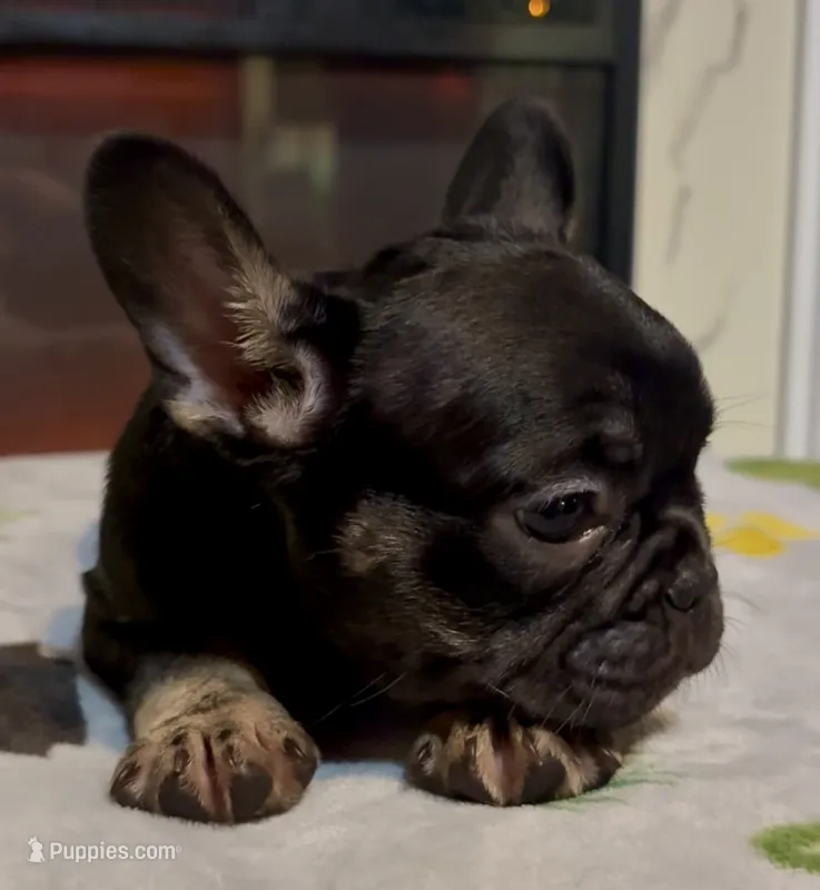 Midnight  – French Bulldog puppy for sale in Cincinnati, OH