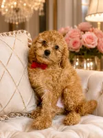 Toy Poodle Red Bow , a male Poodle - Toy  for sale in Cincinnati, OH – 1 of 1