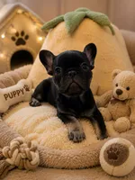 Midnight , a male French Bulldog for sale in Cincinnati, OH – 1 of 2
