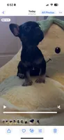 Midnight , a male French Bulldog for sale in Cincinnati, OH – 2 of 2