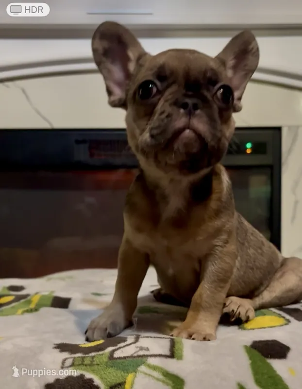 Brownie – French Bulldog puppy for sale in Cincinnati, OH