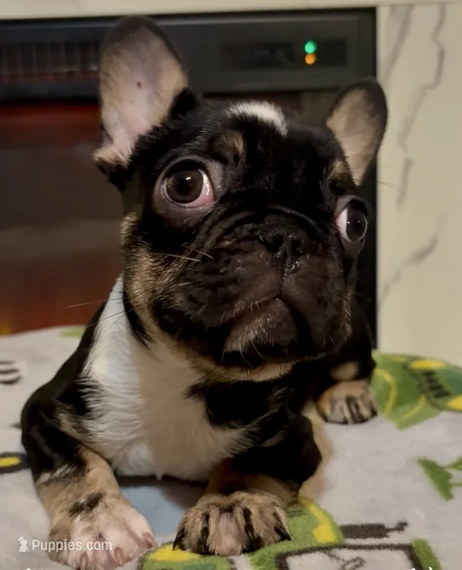 Little Bit  – French Bulldog puppy for sale in Cincinnati, OH