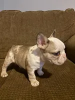 Pinky , a female French Bulldog for sale in Cincinnati, OH – 2 of 2