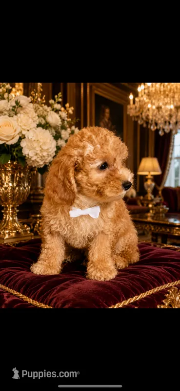 Toy Poodle white  – Poodle - Toy  puppy for sale in Cincinnati, OH